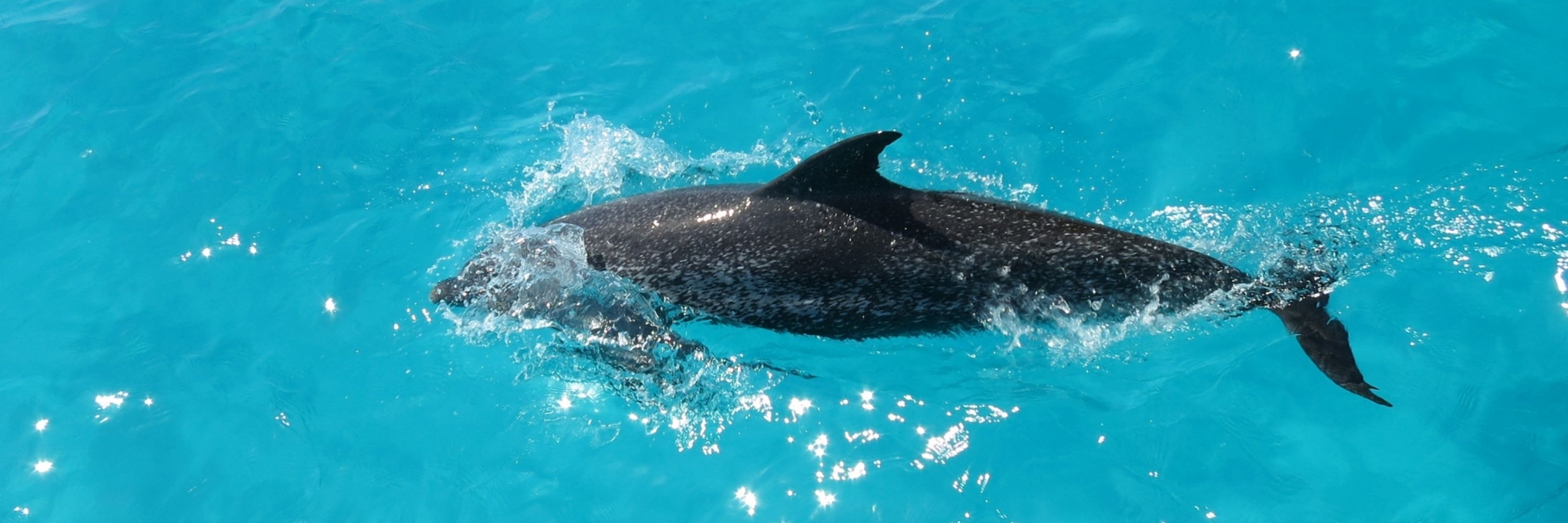 Cetacean Communication