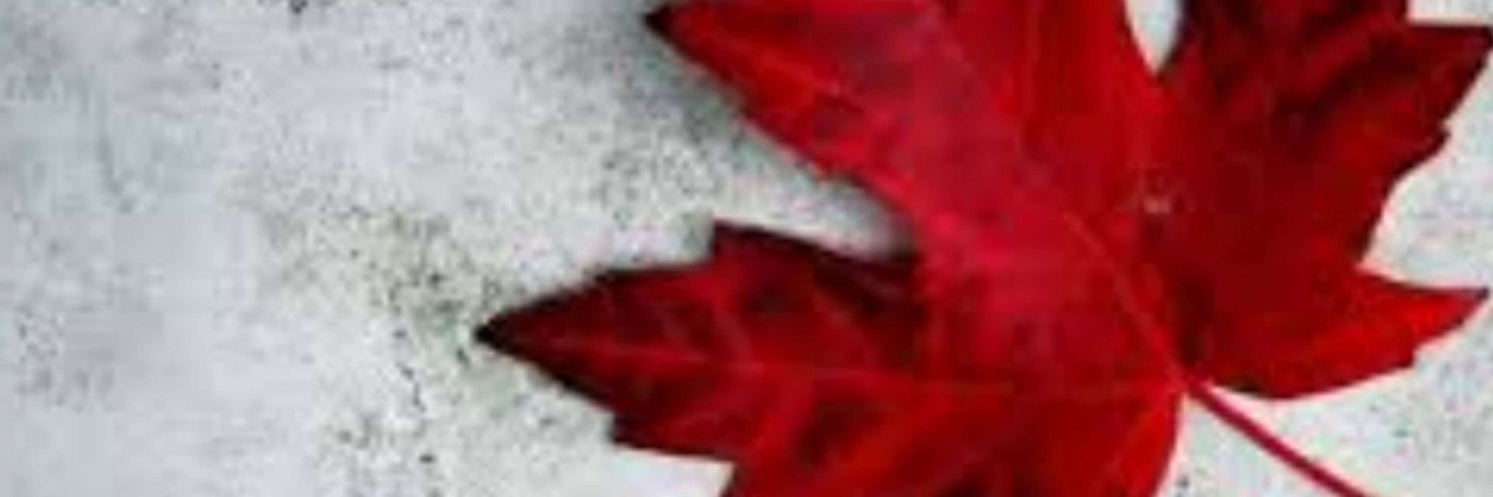Forrest 🇨🇦