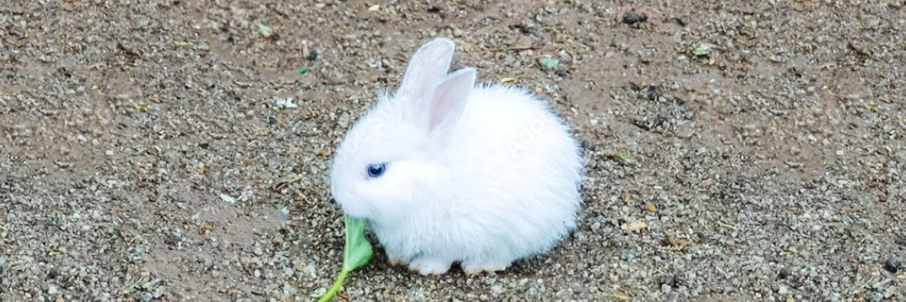  🔞 Lewd Rabbit 🔞 NSFW