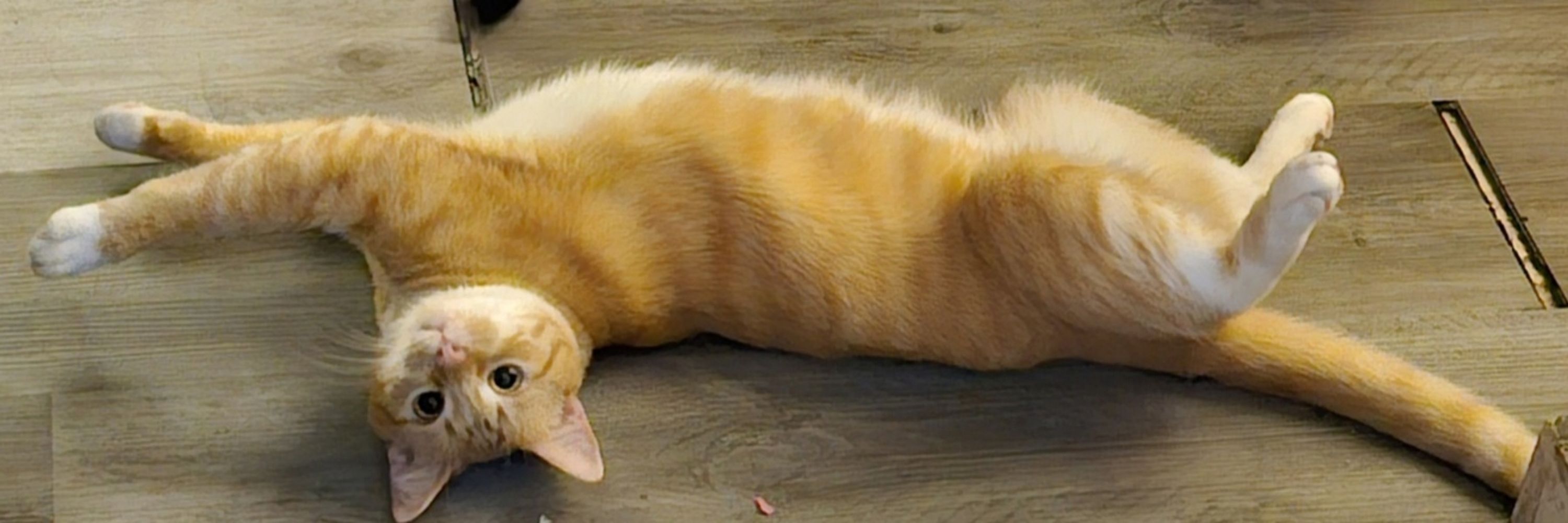Ponchito