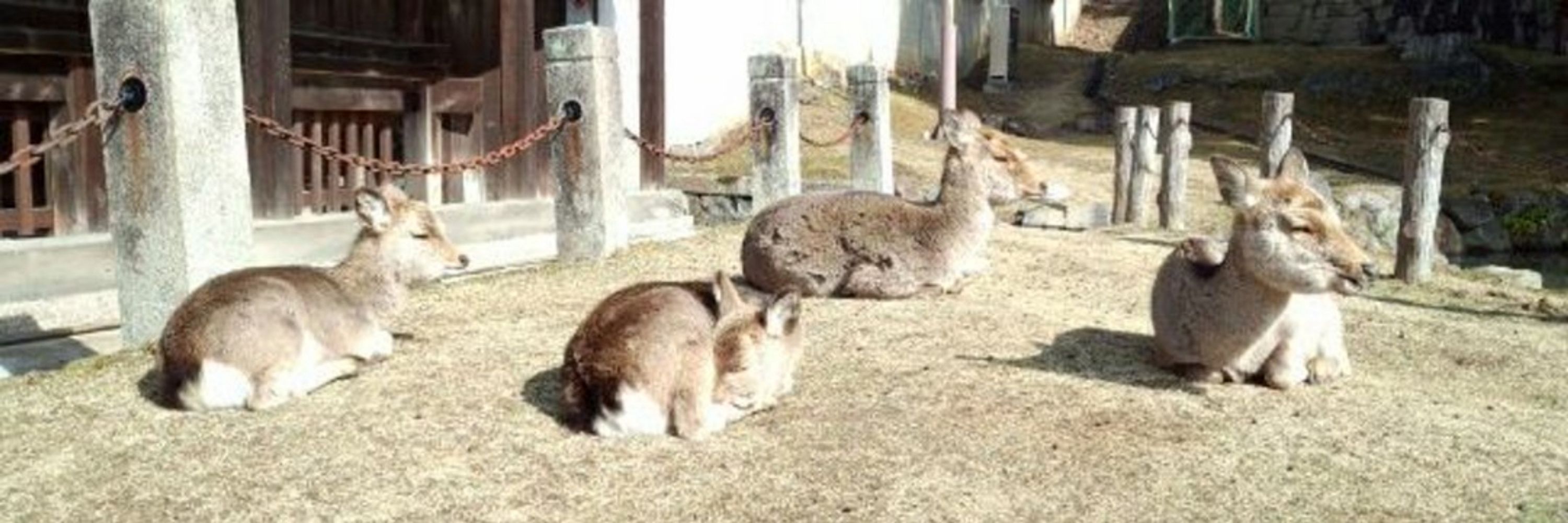 サツキ