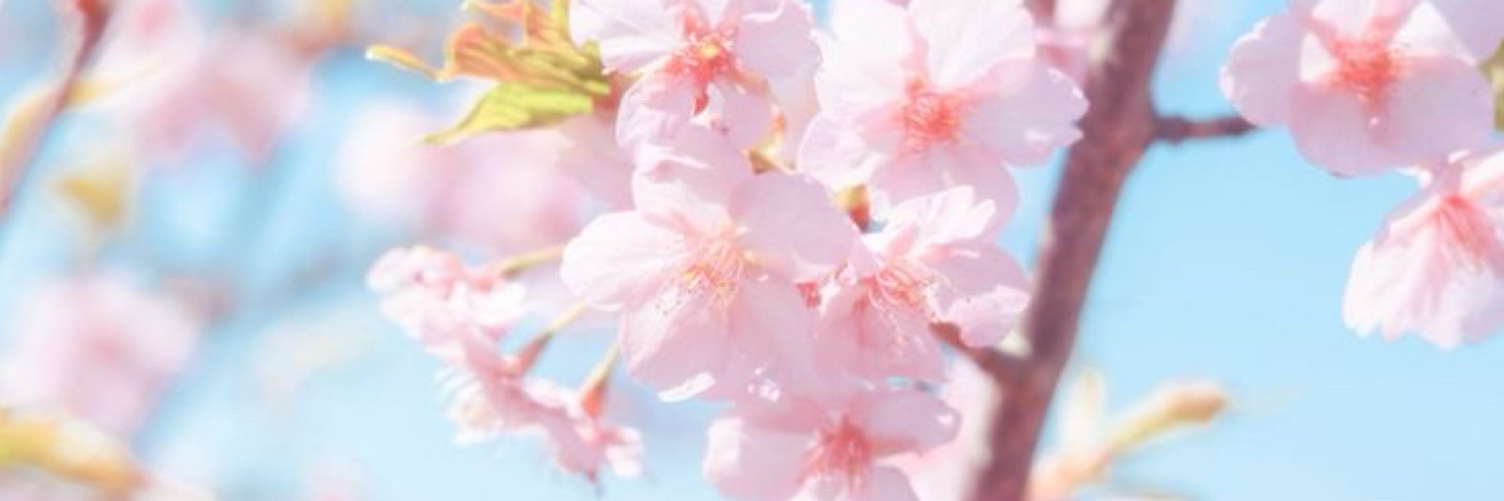 Saki🌸