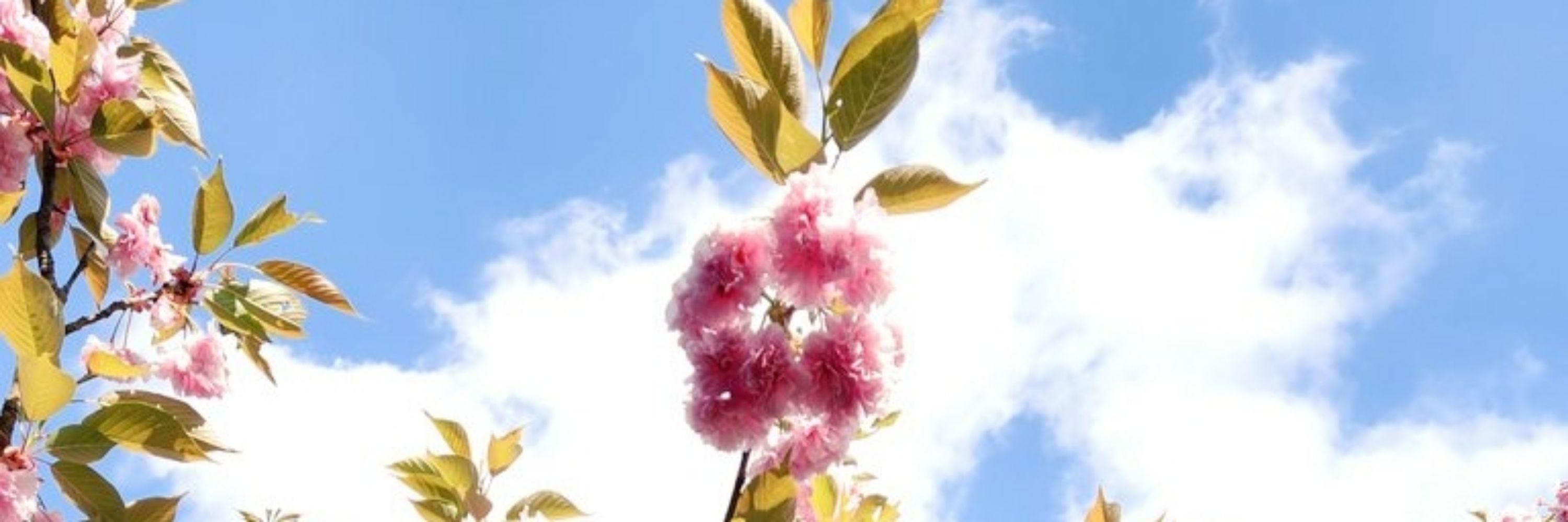 ちはや🌸