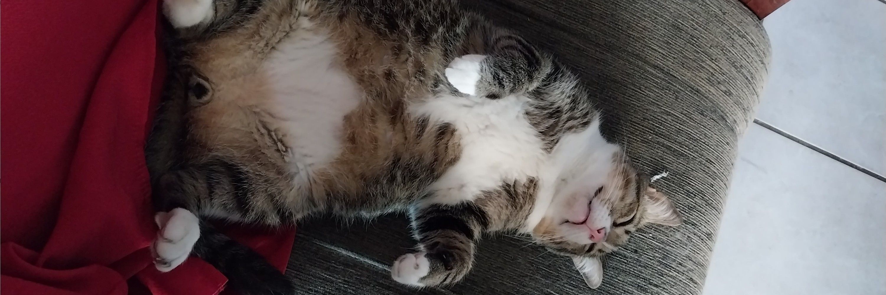 Luiz