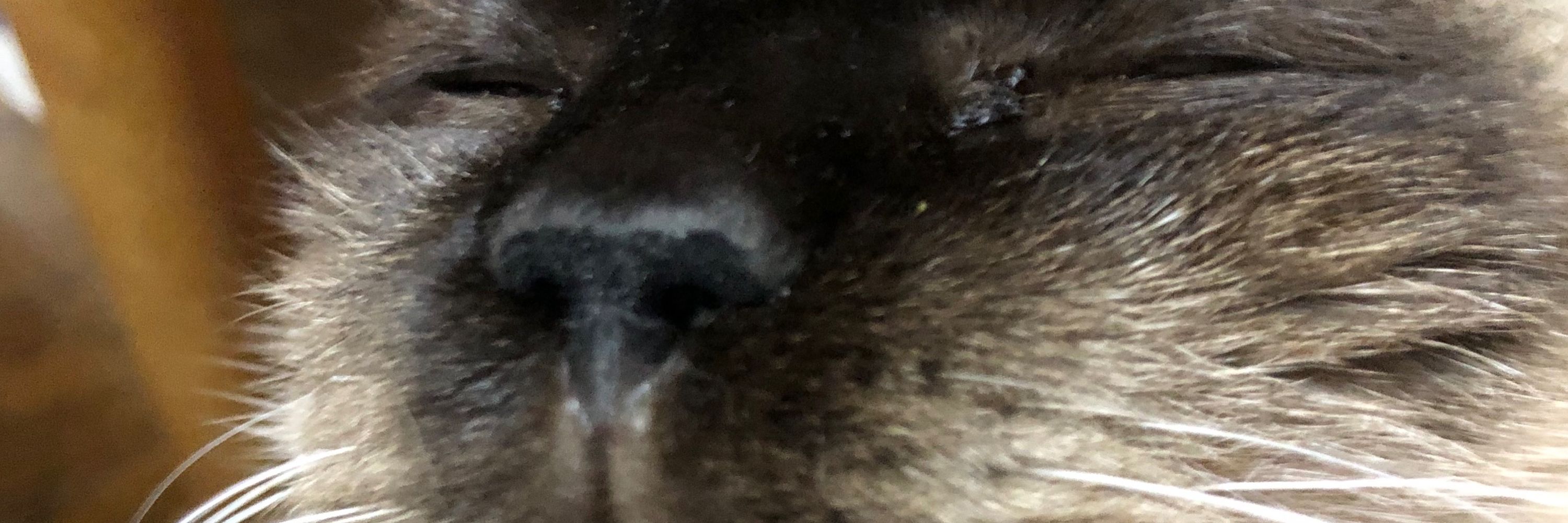 黒モズ