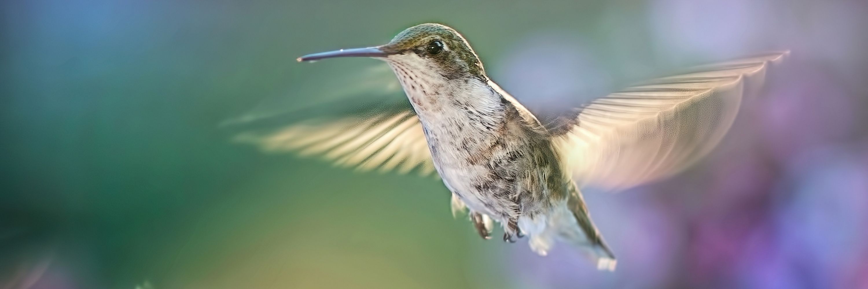 Birdoj de la mondo 🌍🦜