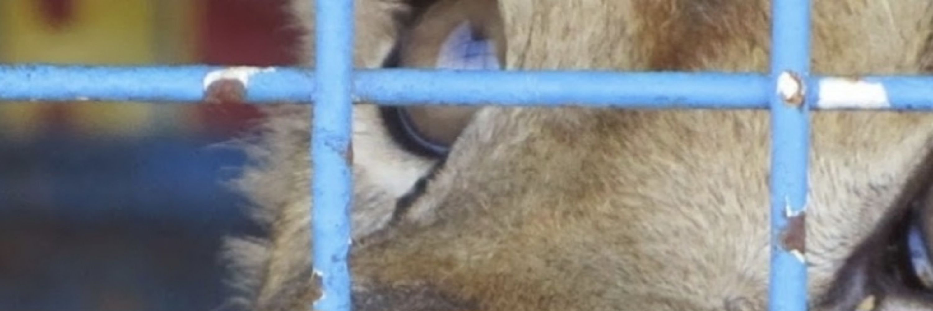 Code animal
