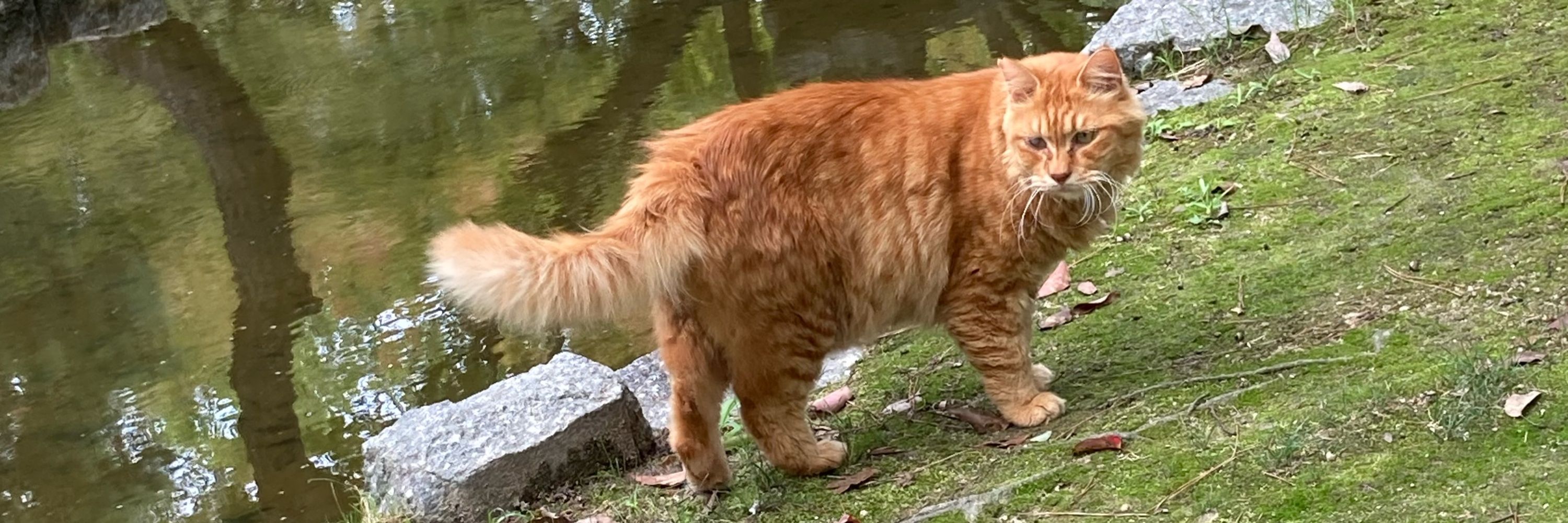ハシラ