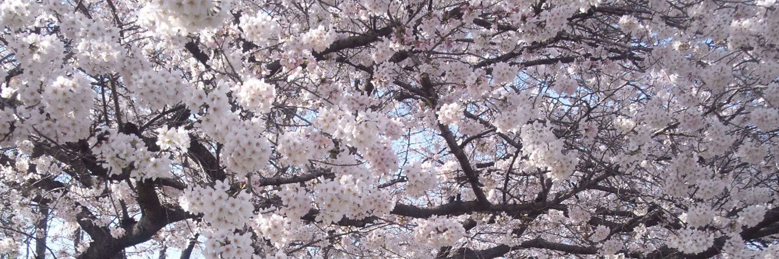 ちこ
