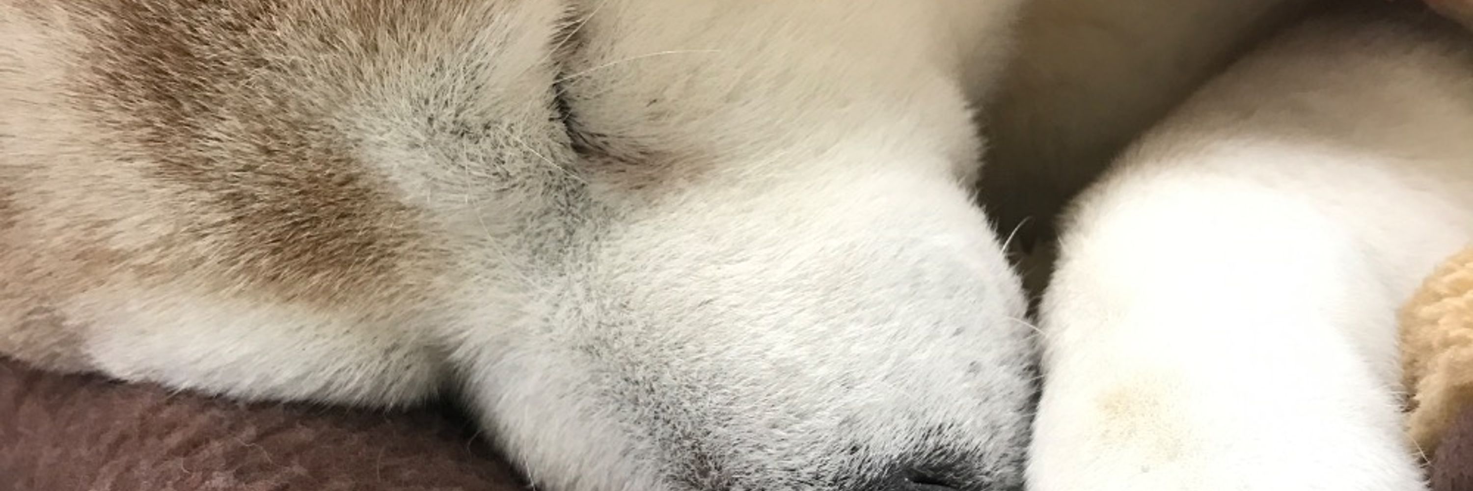 いろはと かるた