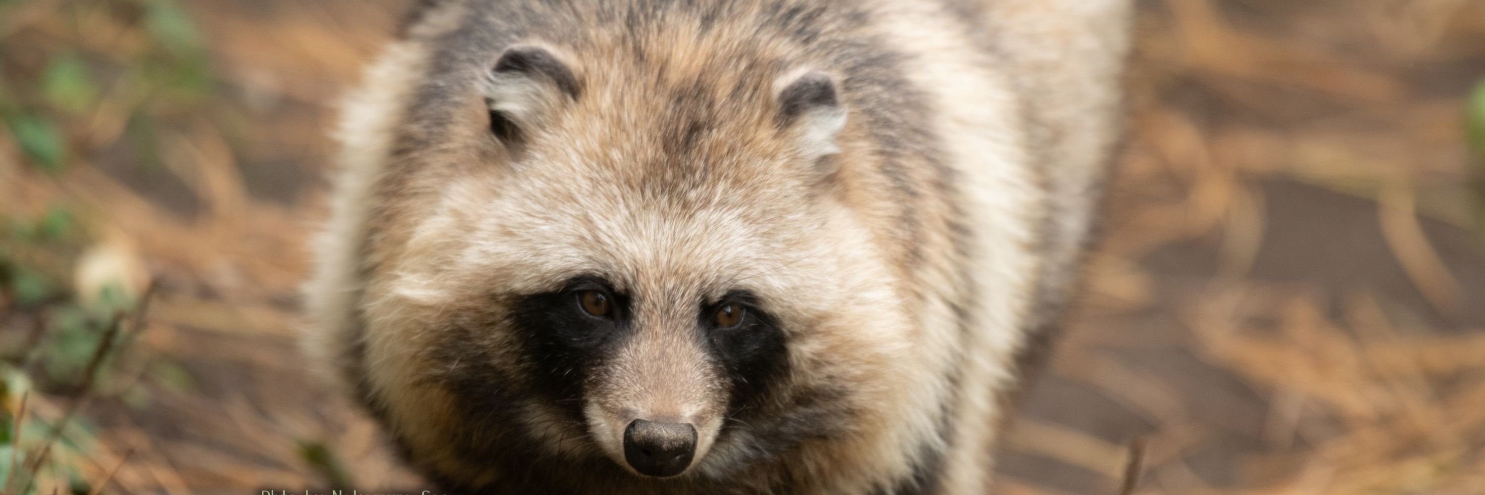 Tanuki ewe