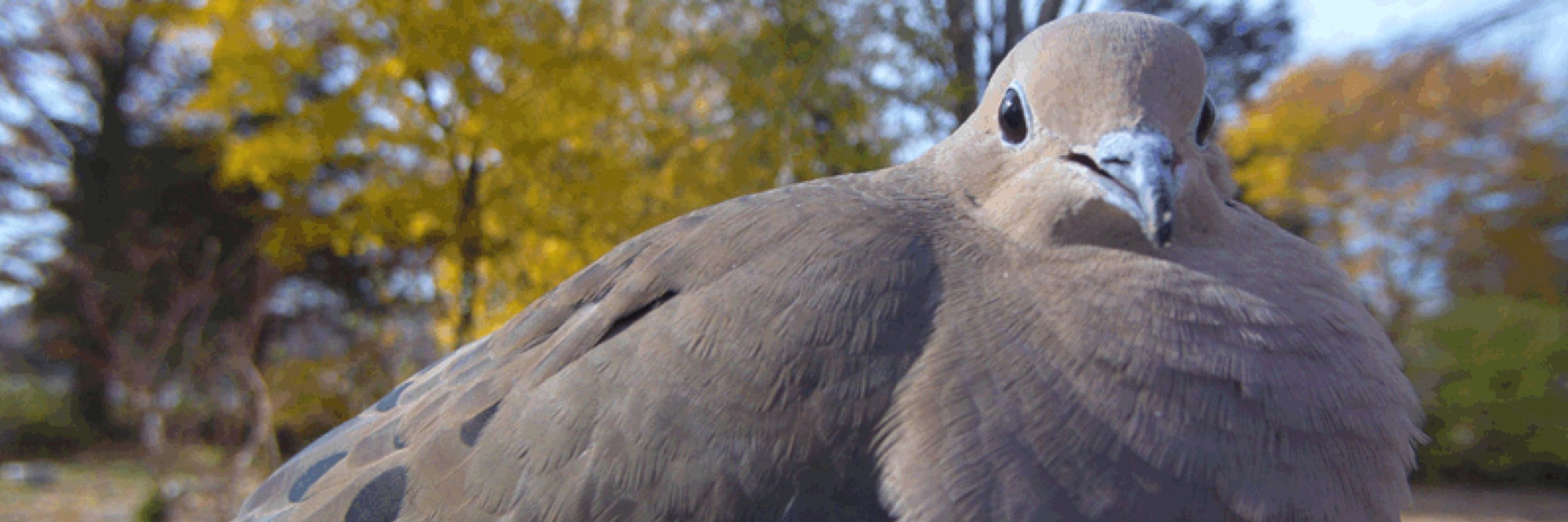Mourning Dove