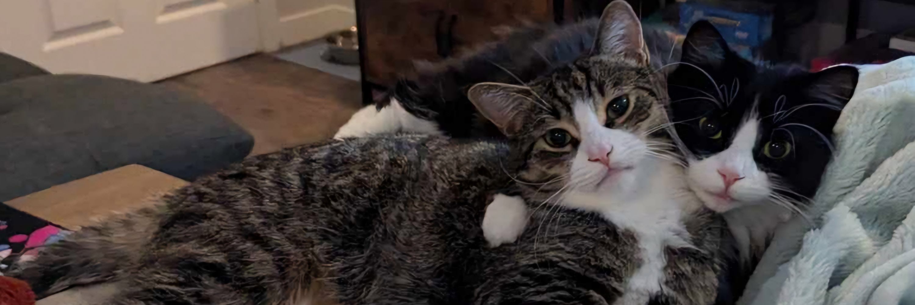 vampycatxo