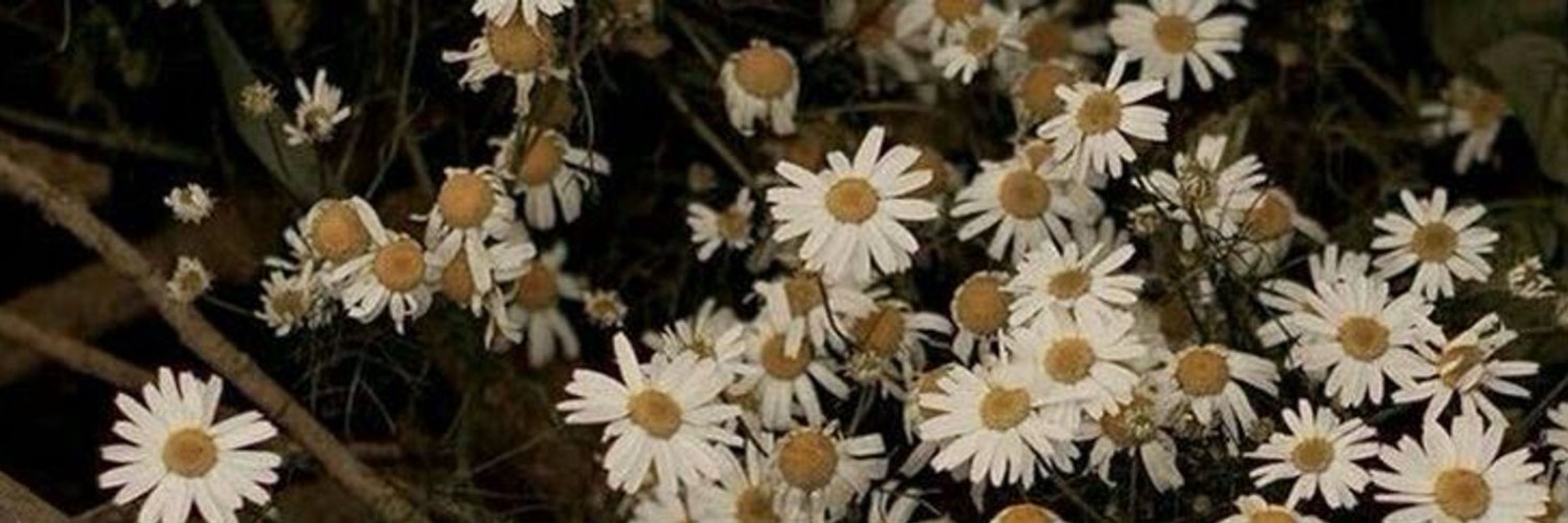 Ana Livya🦋