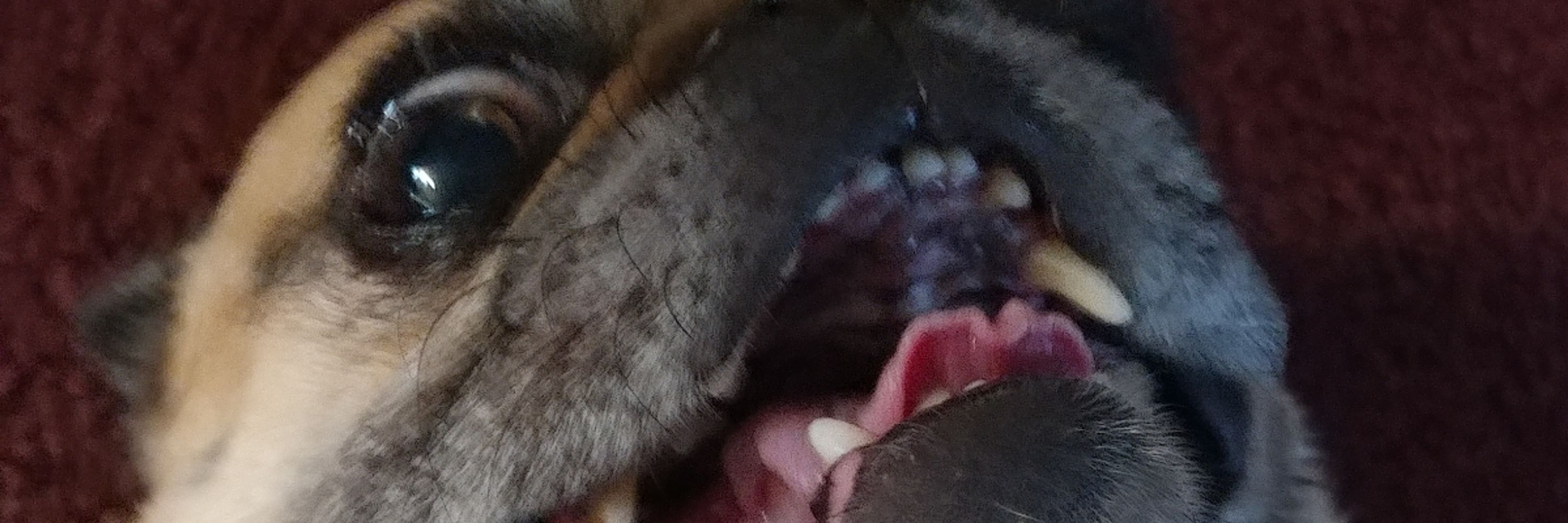 Tom