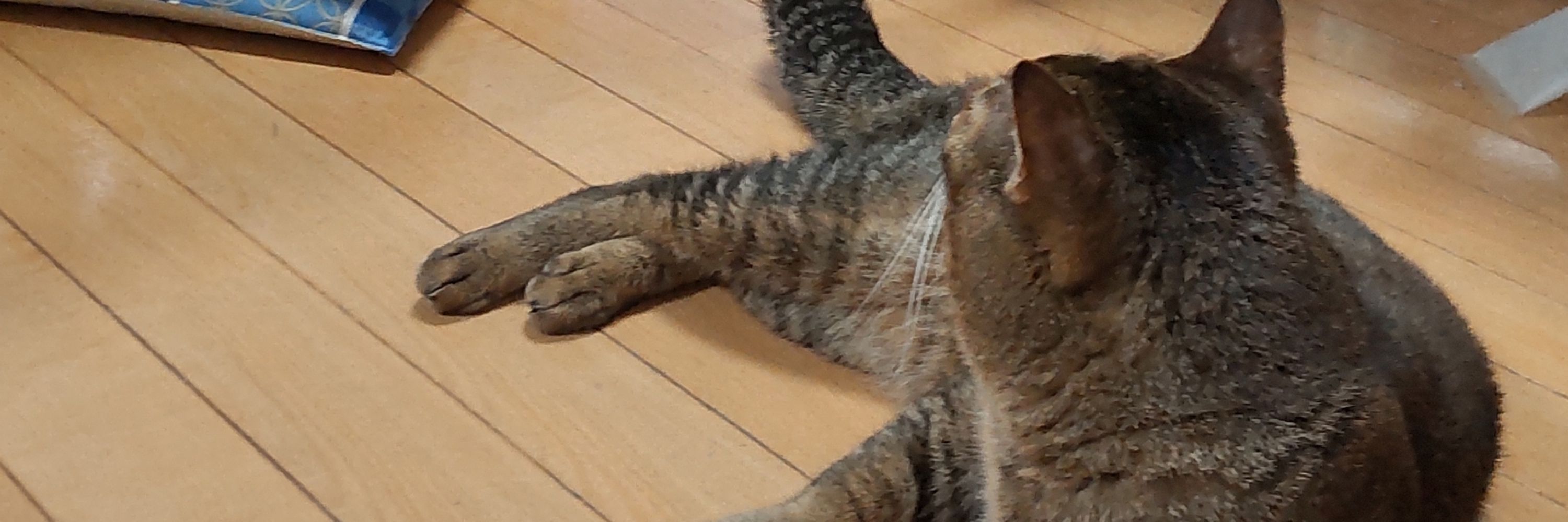 モコイ🐱