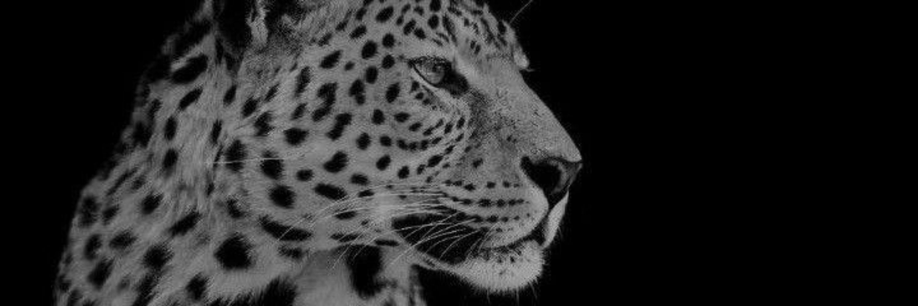 Isabella 🐆