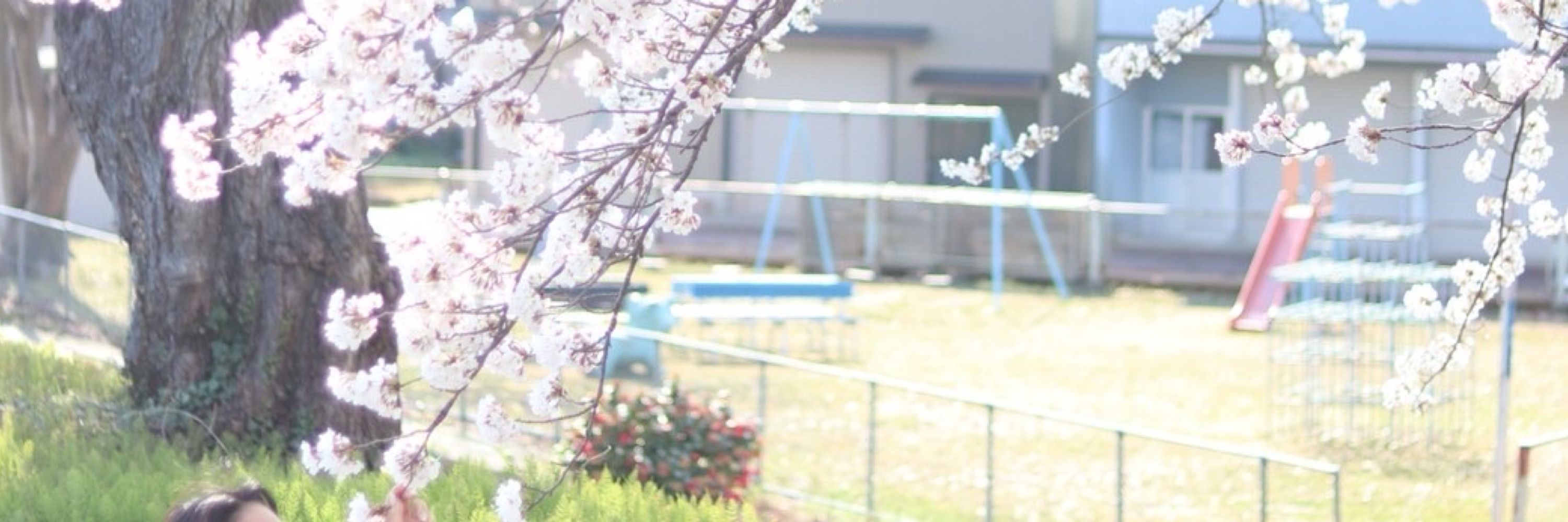 みかサブレ鳩サブレ