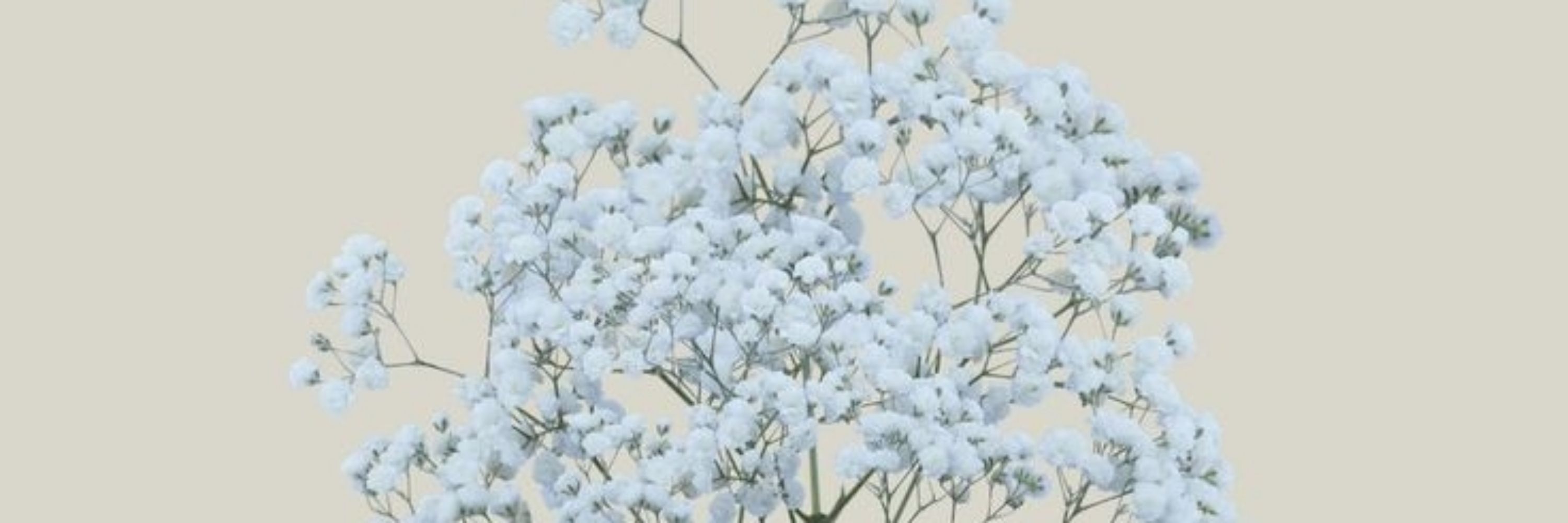Anna Vic