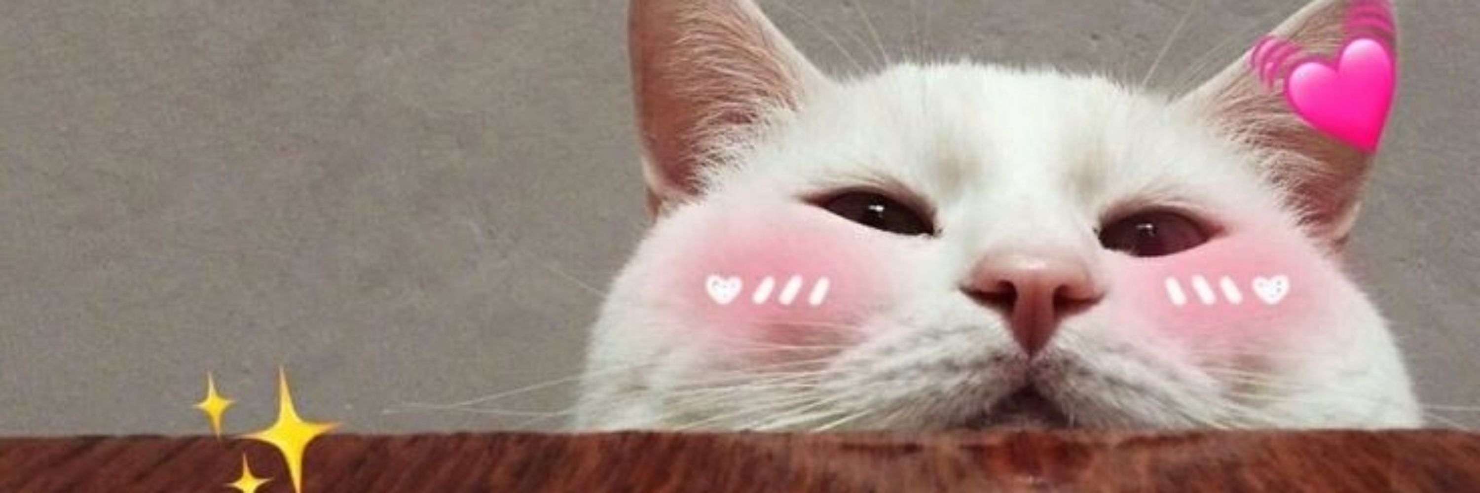Cat_Katika