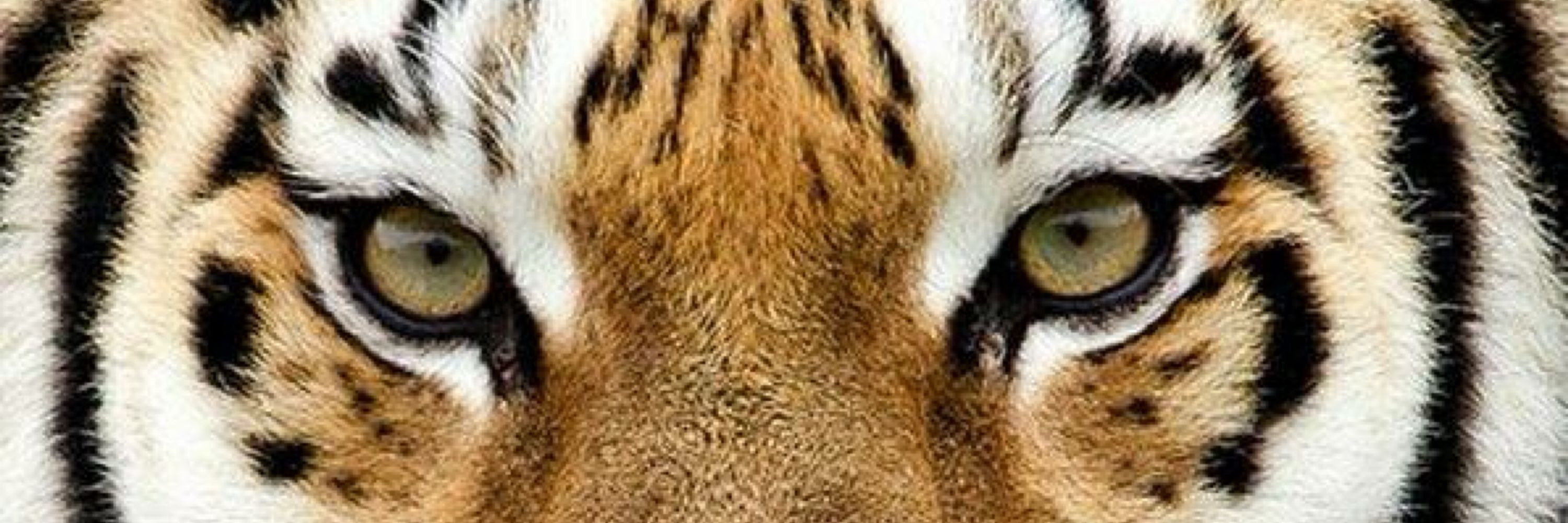Poppa Tyger