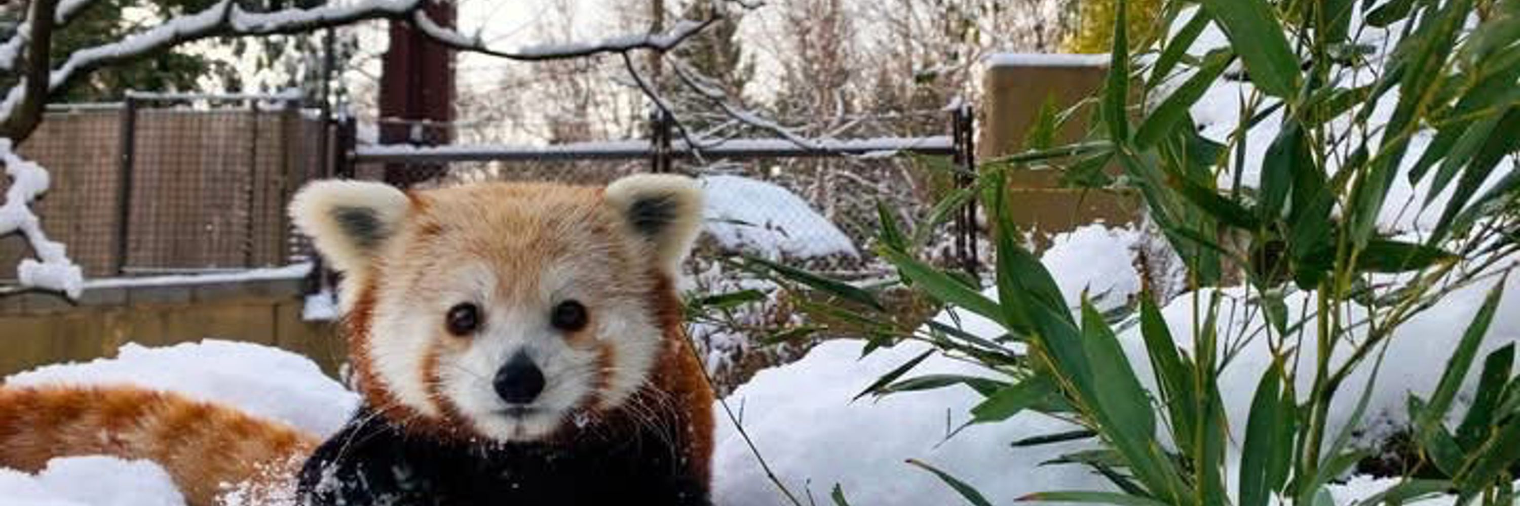 The Red Panda