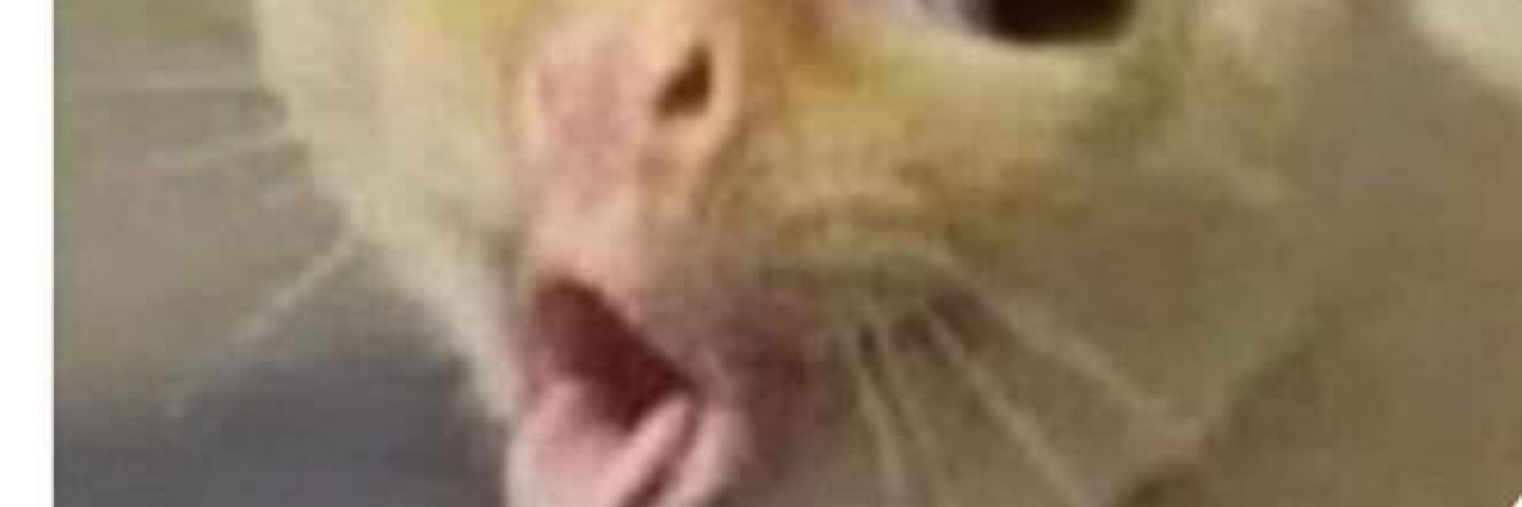 Fenrisulw