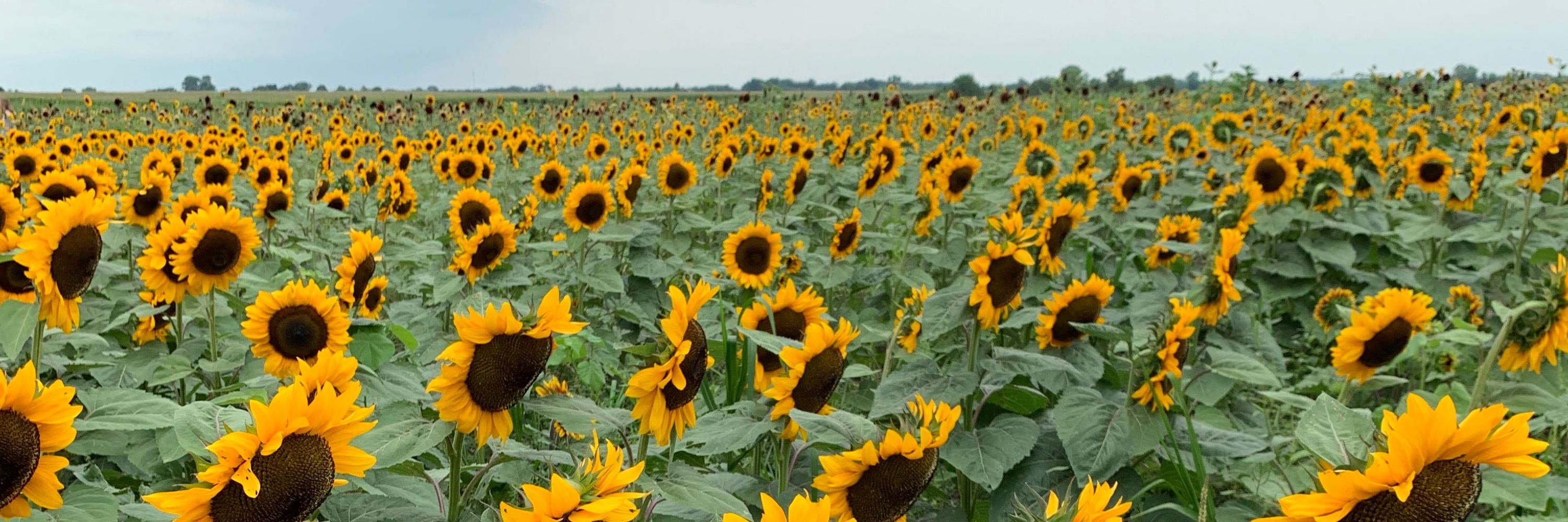 Sunflower Sedai