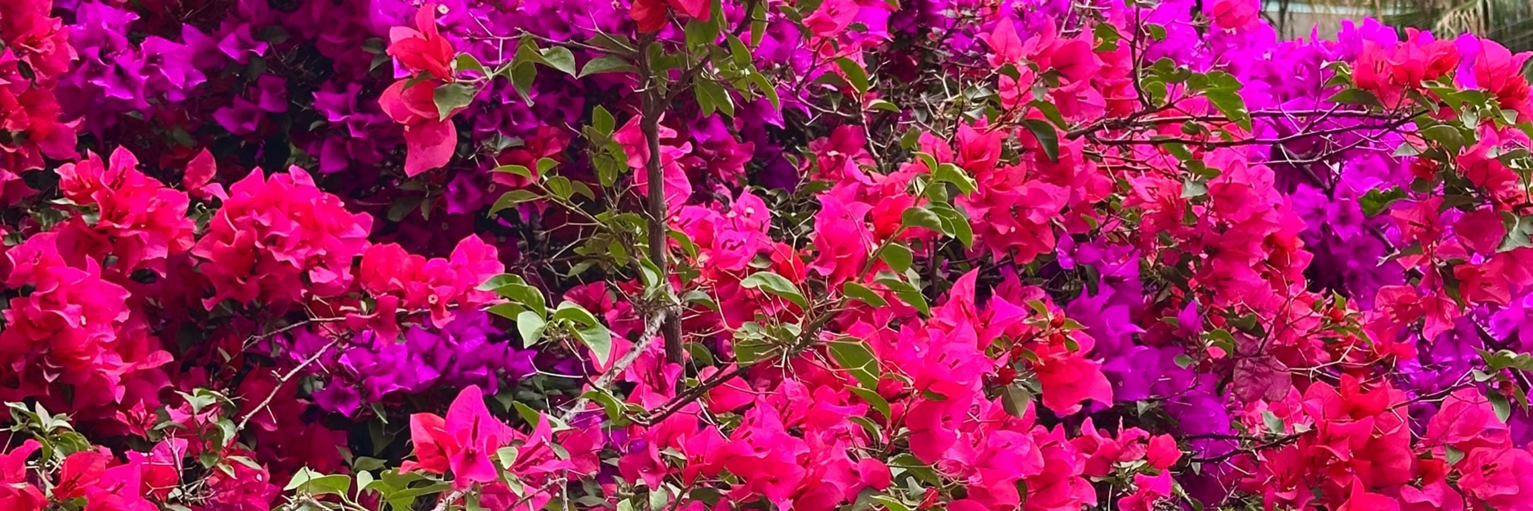 Outermagnolia