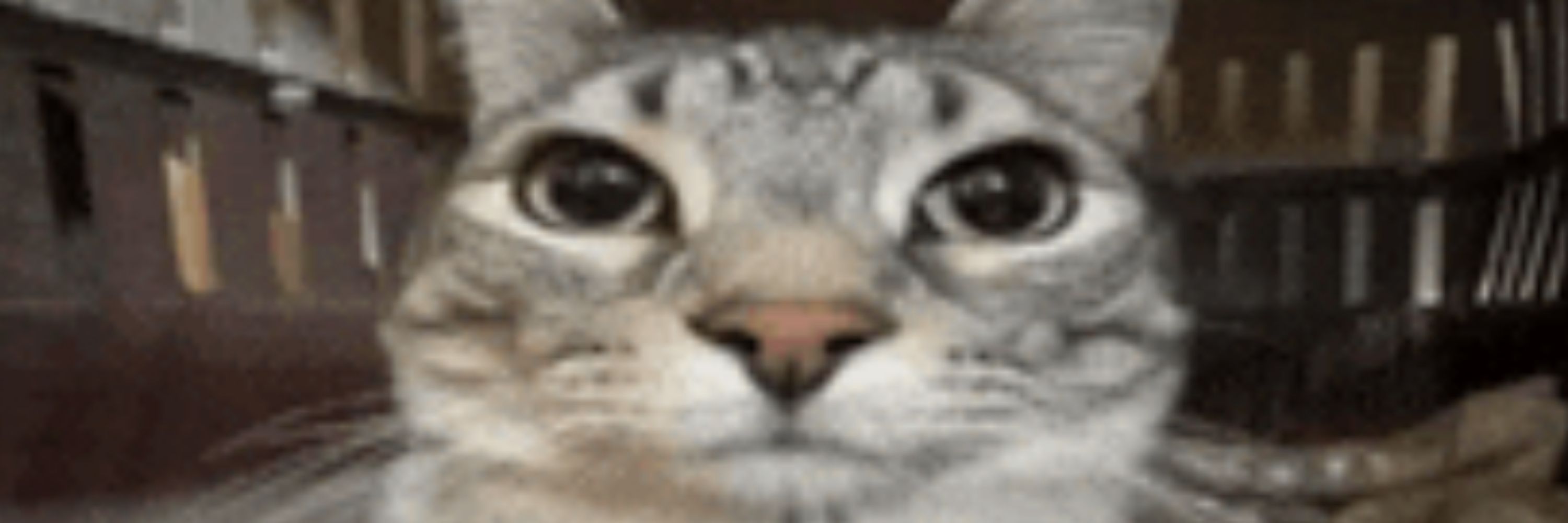 o gato da sua tml