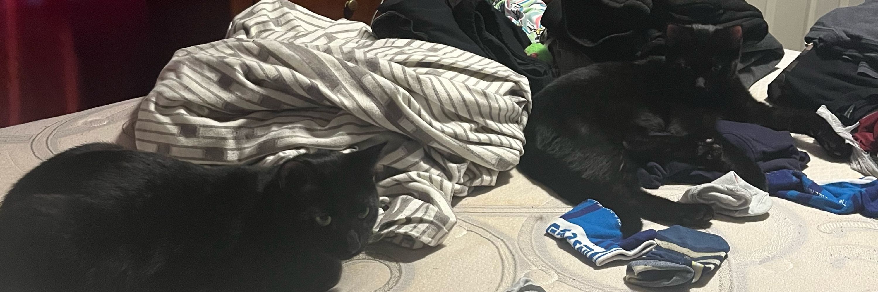 nyx and nox the cats
