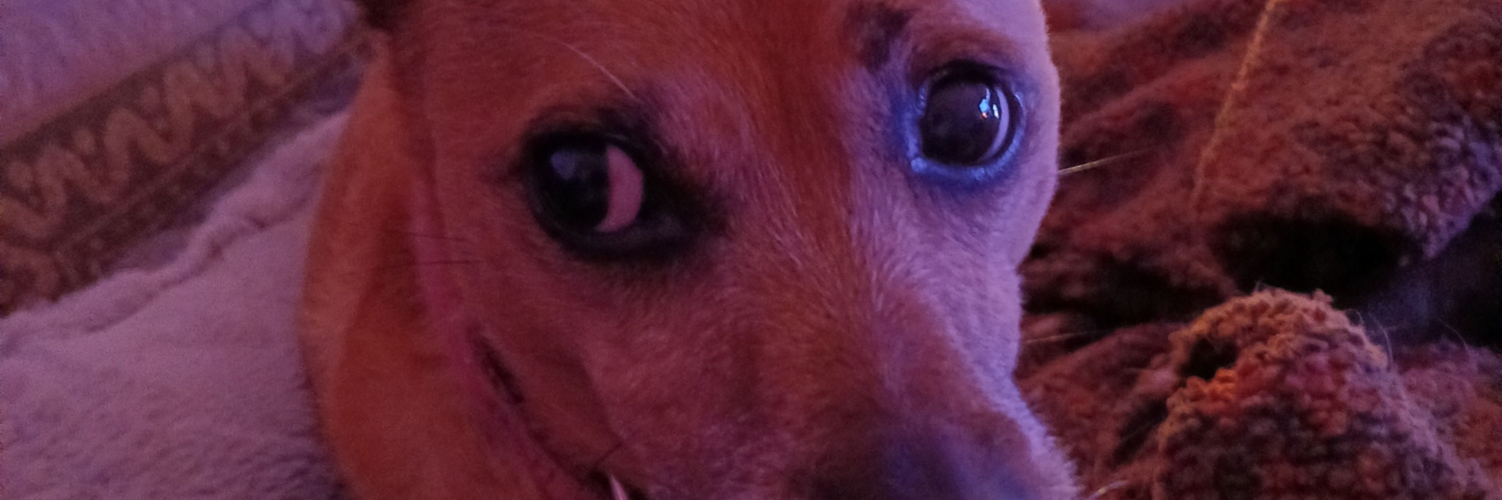 Breda Spaight
