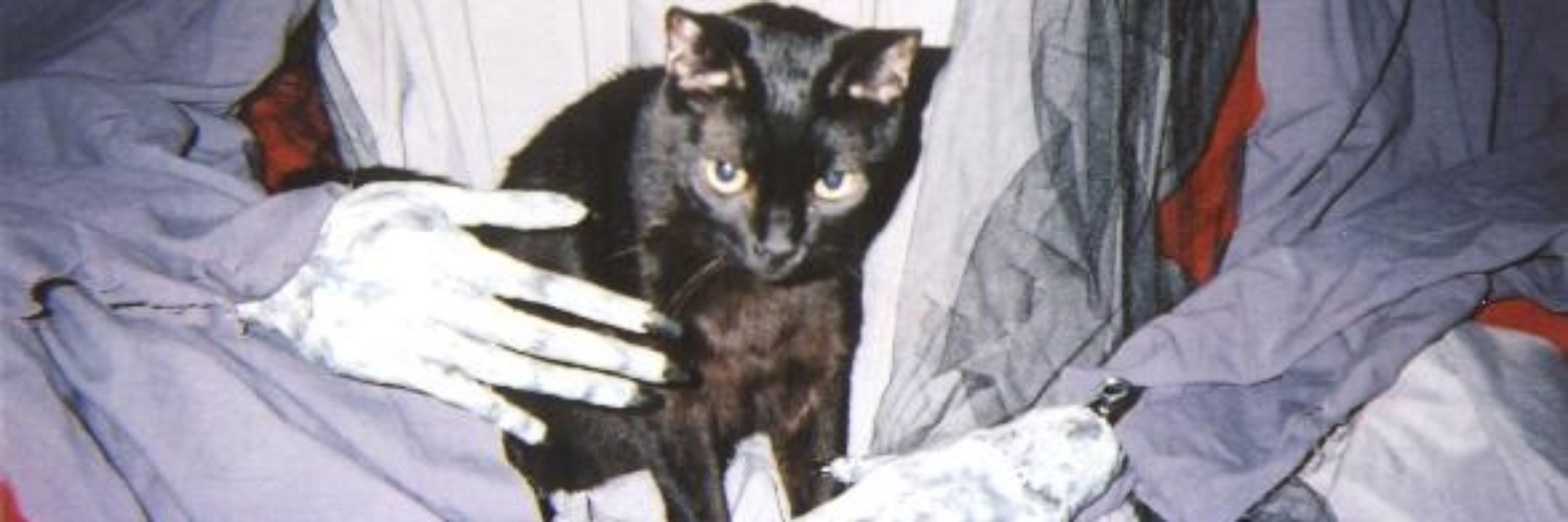 luis pires