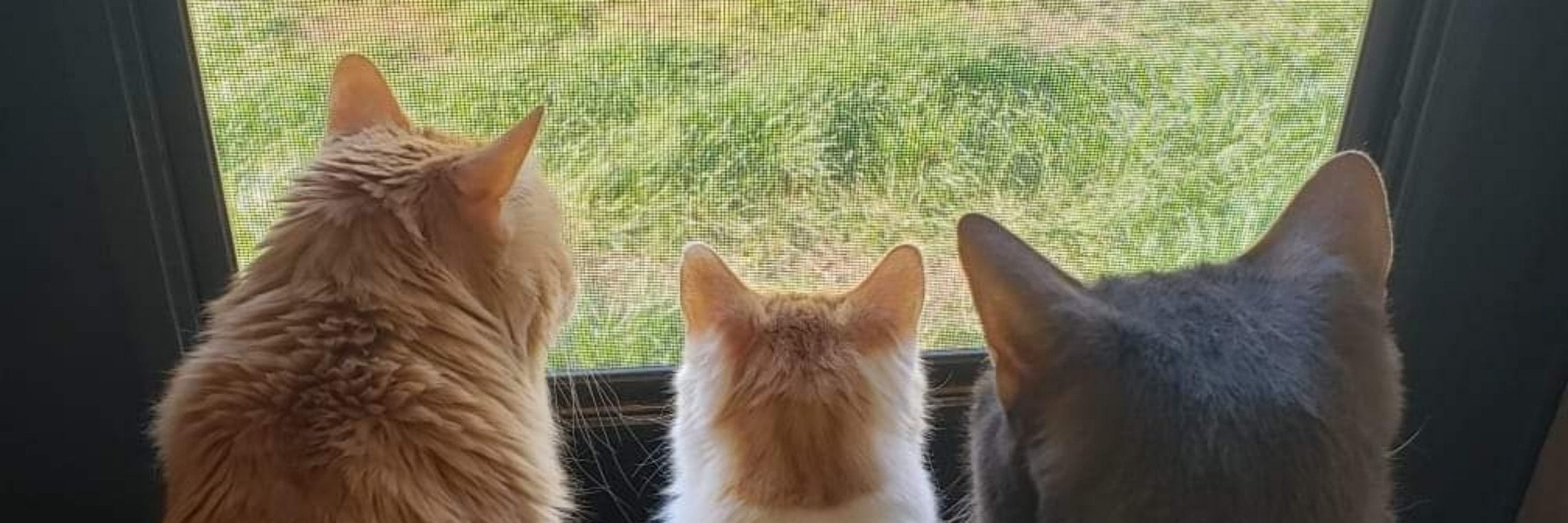 Kittentrouble
