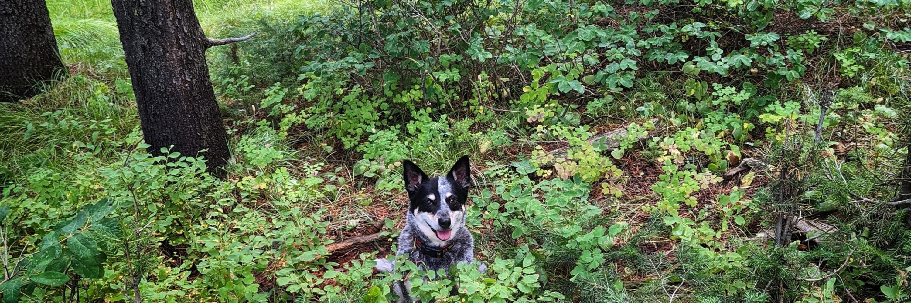 Dingo