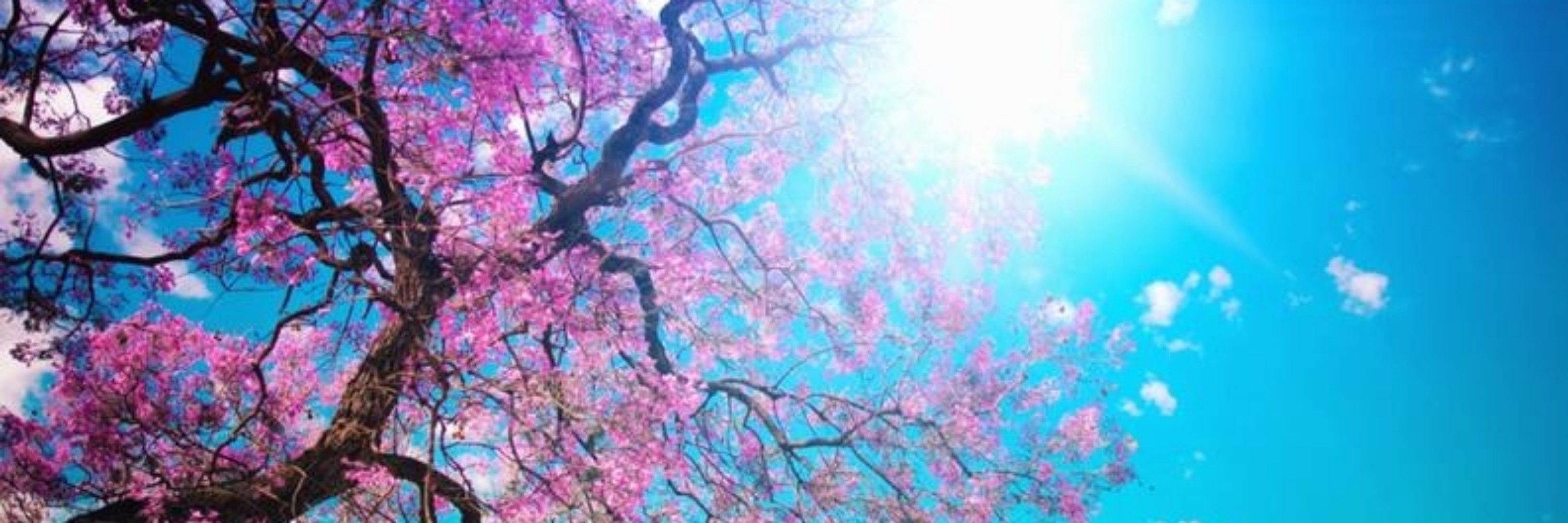 Thé M.⁷ ▸ ɴᴇᴠᴀ ᴘʟᴀʏ 🌸⭐💮