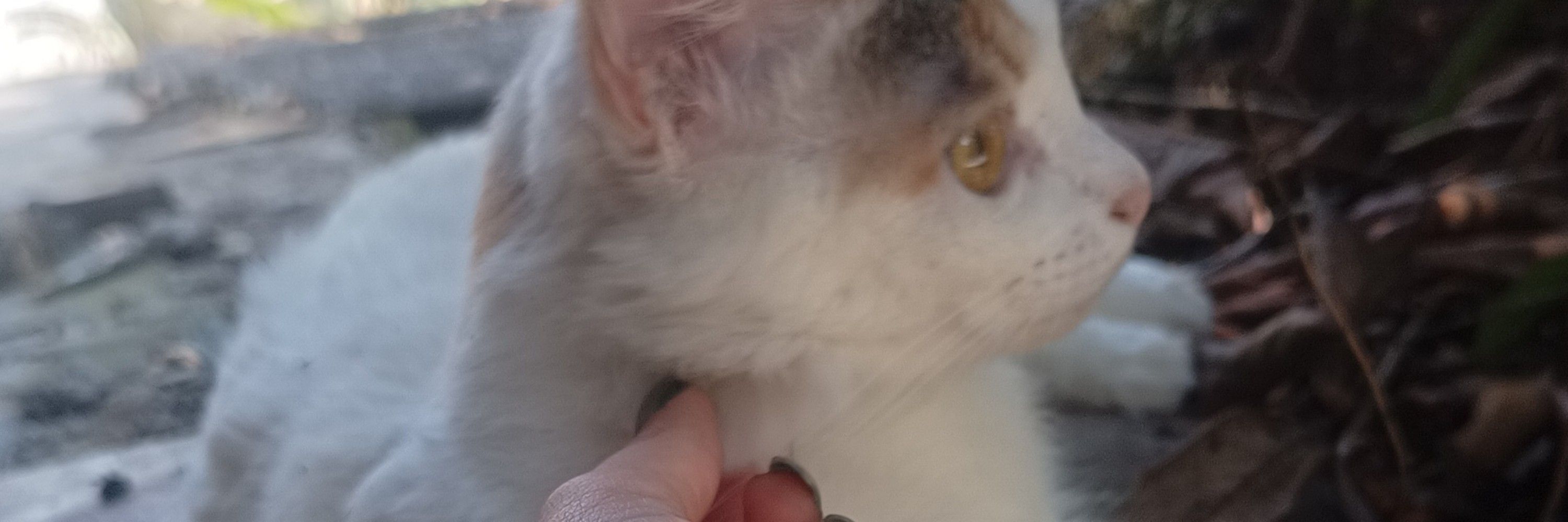 Docinho 