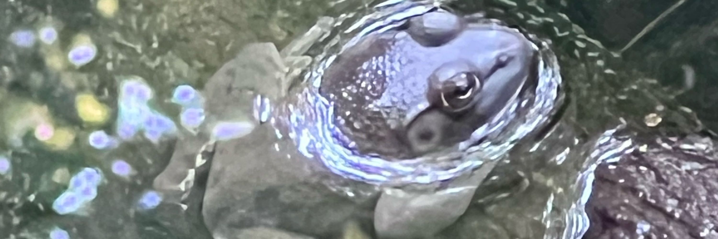 splodinvark