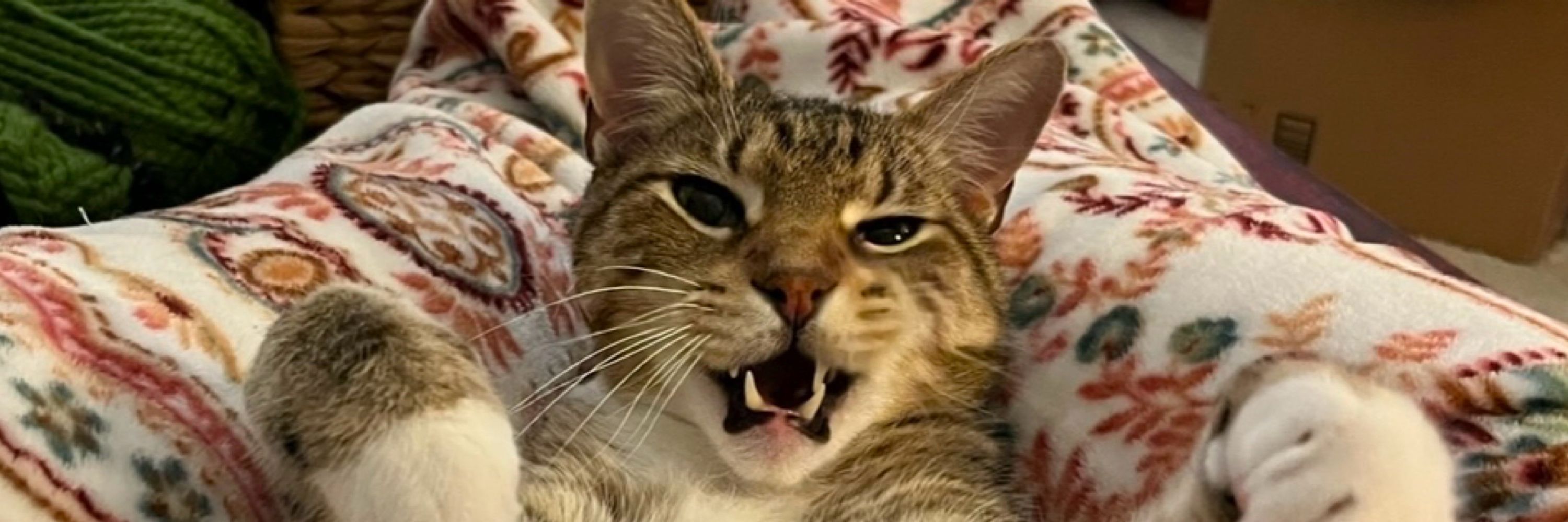 Col. Beau Mittens III
