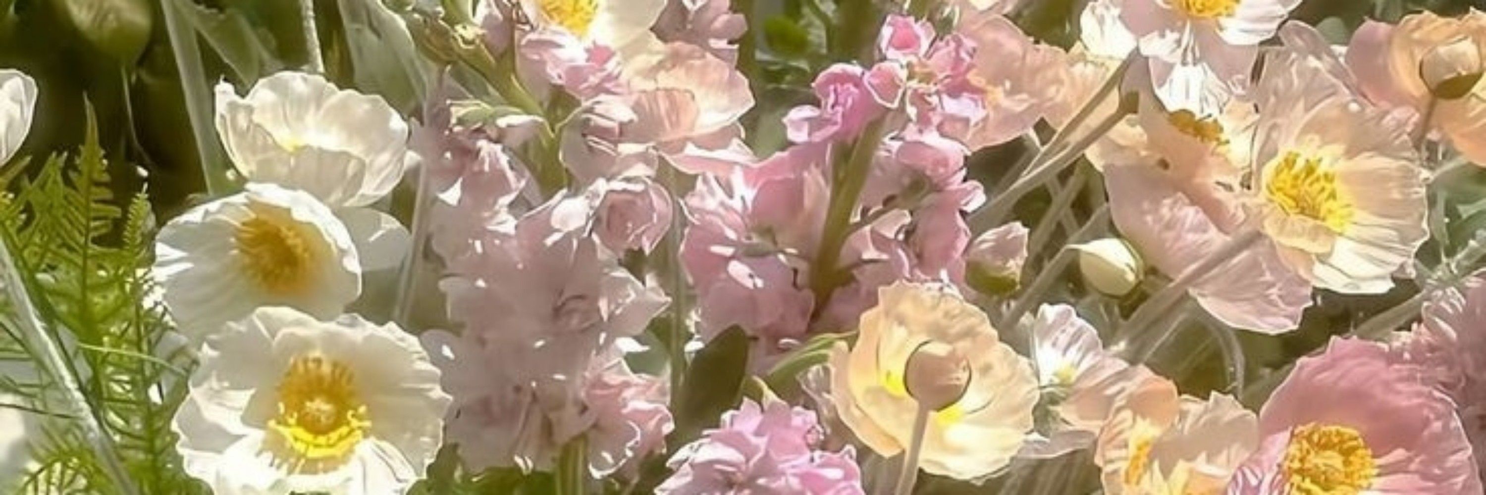 Pinky_blooms