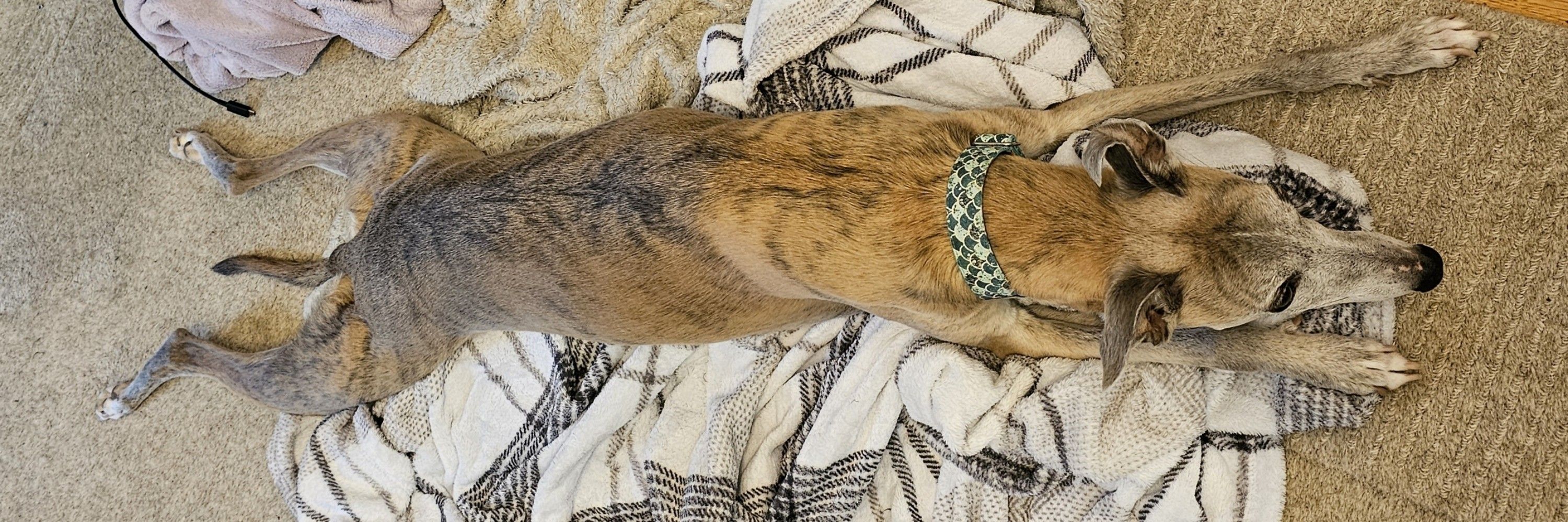 Olly Whippet