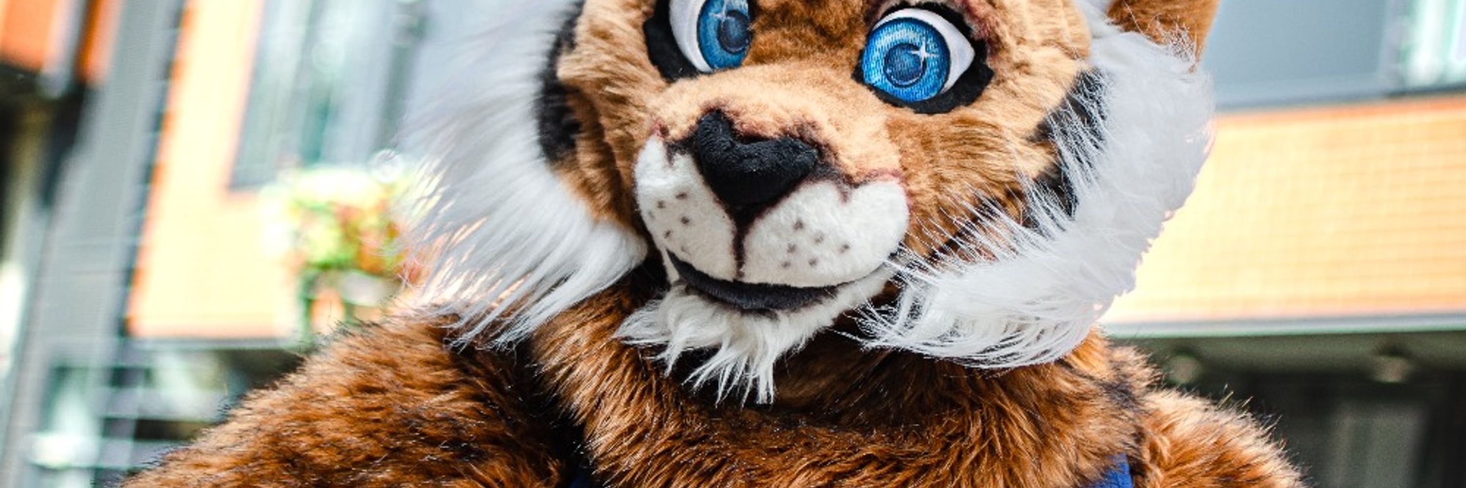 Rufus Lynx Cfz #784