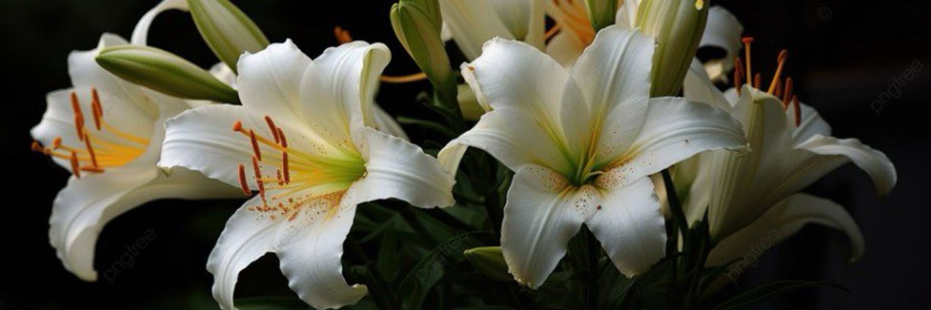 Lilly