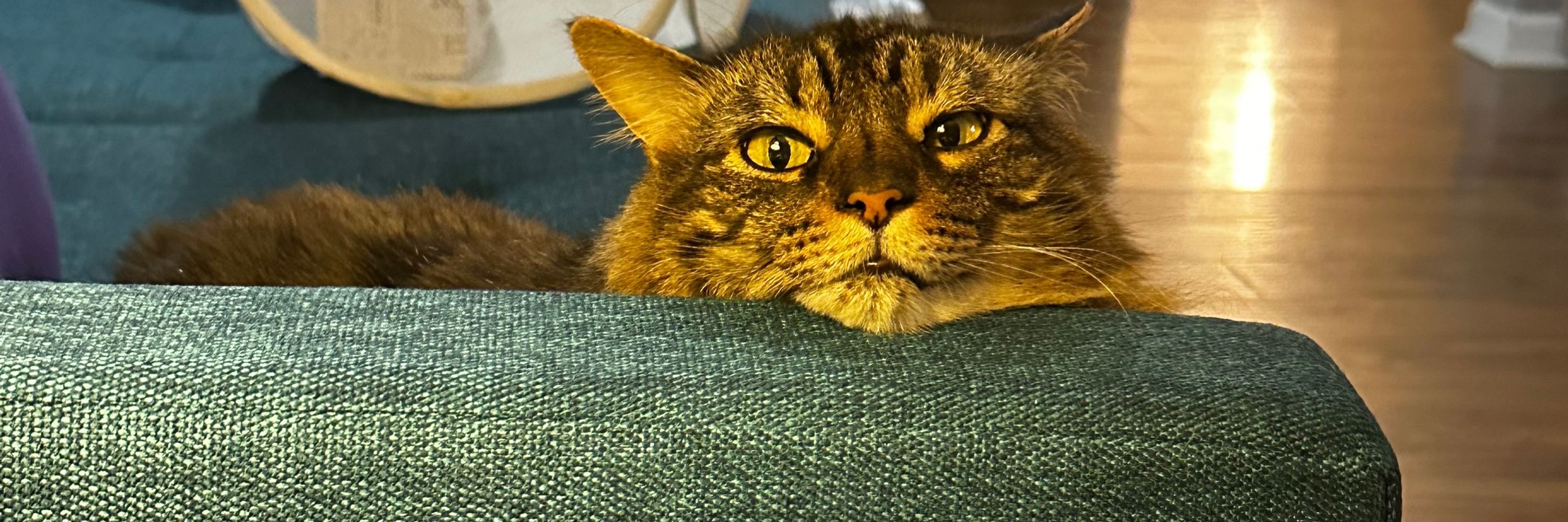 TacoCat