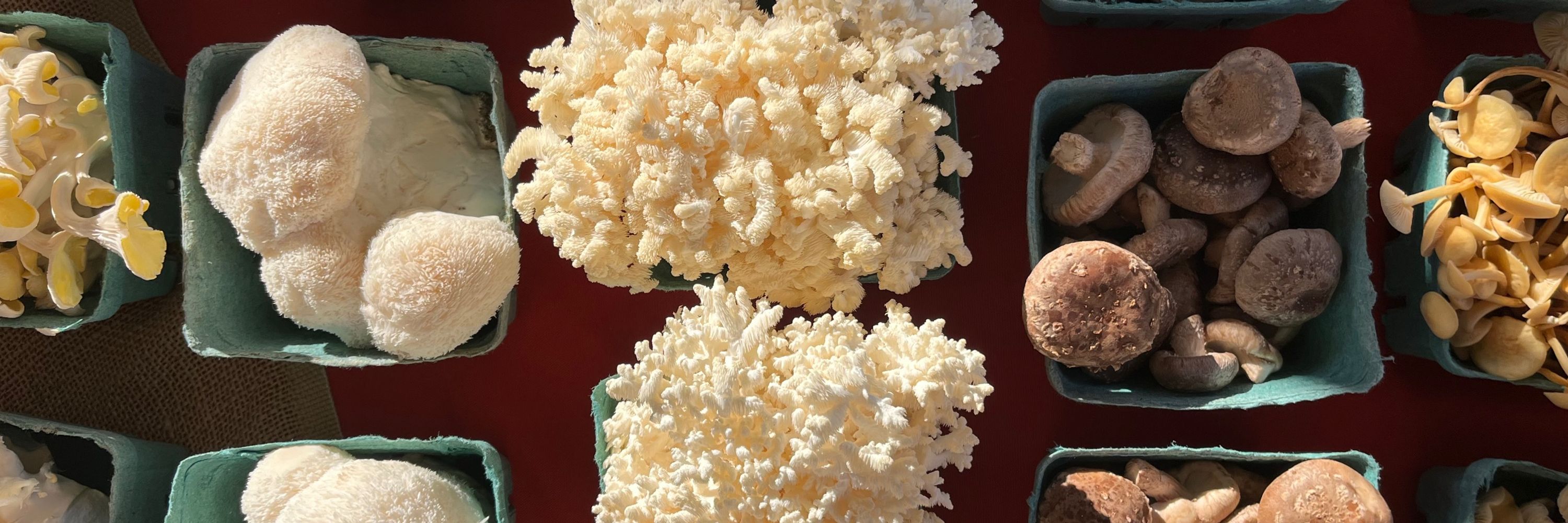 KM Mushrooms