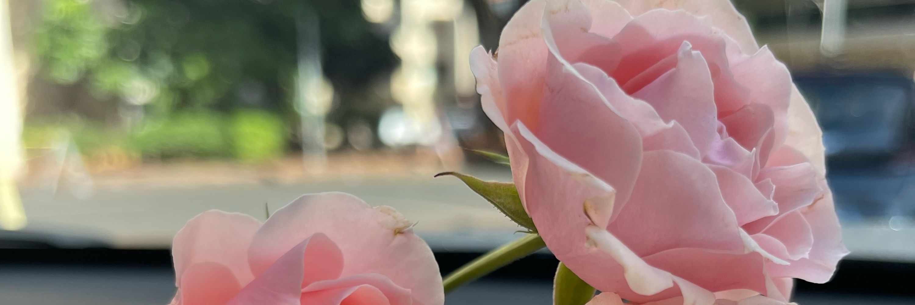 Be.Bold Feminine | Writer