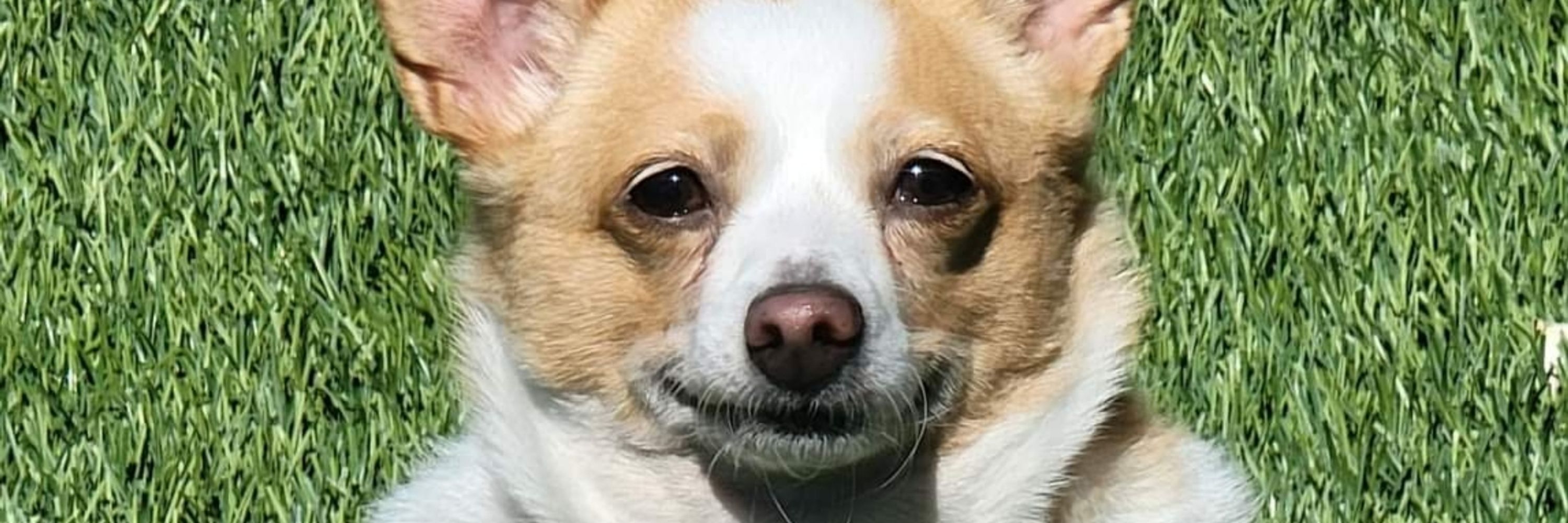 Dev