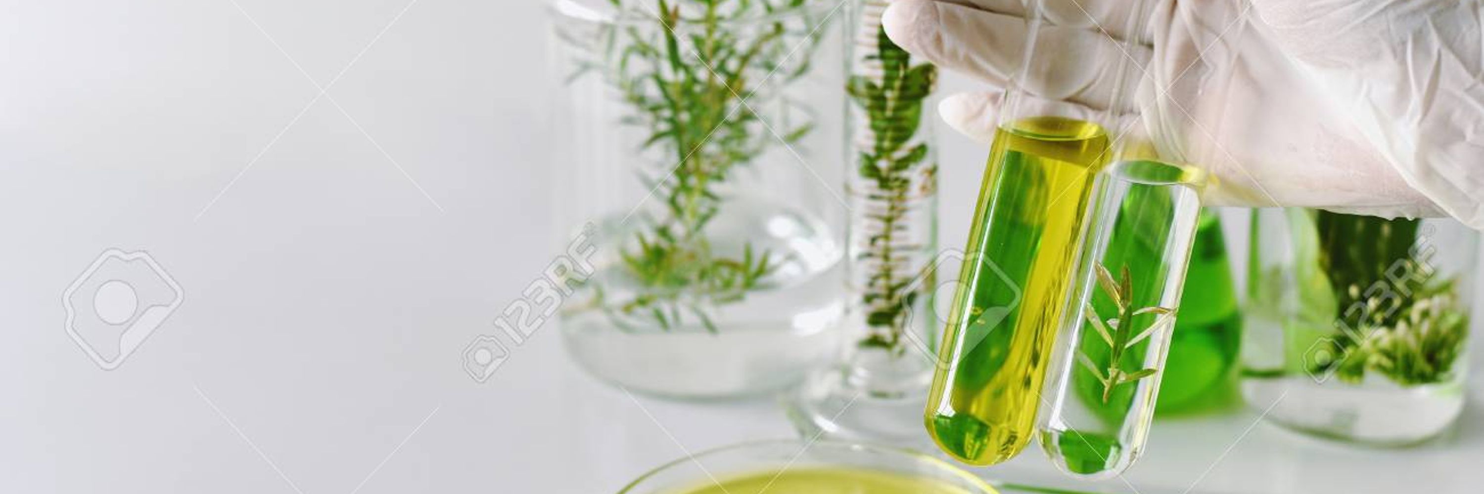 Irish Green Labs