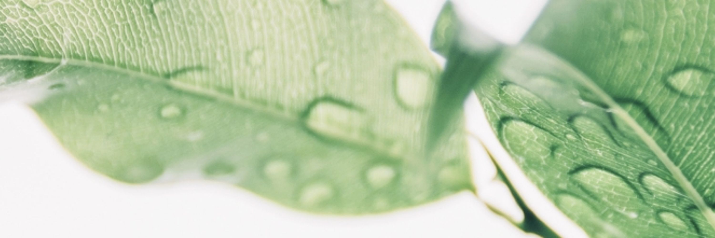 SustainableCZ