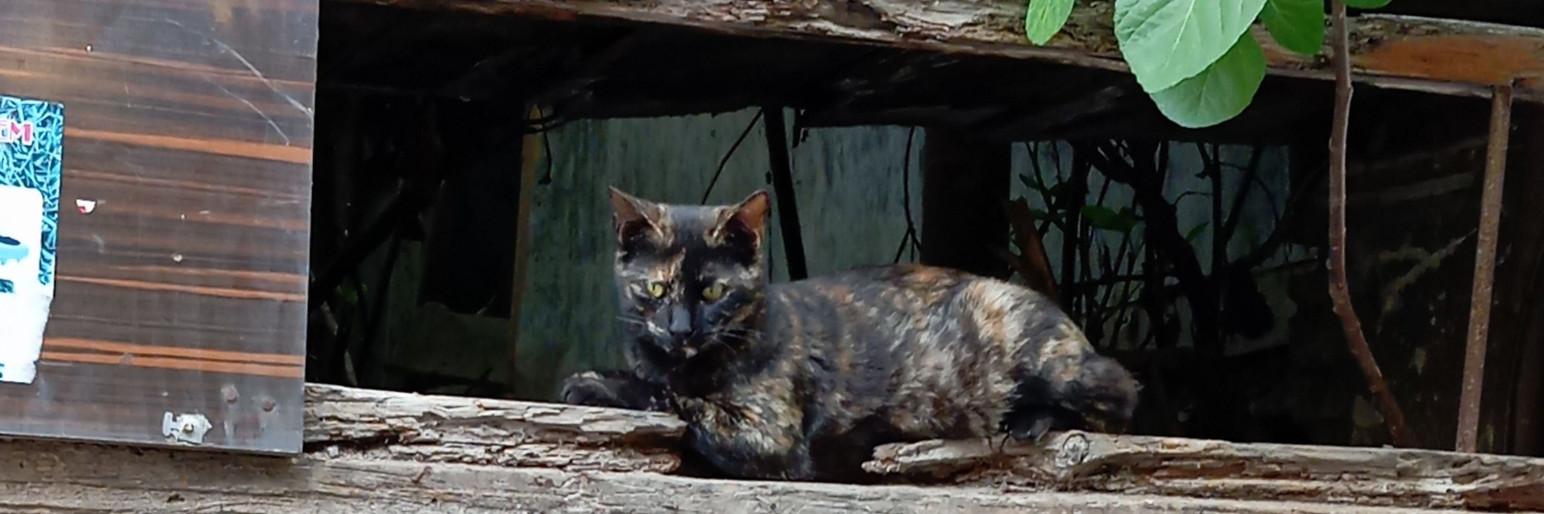 Sezorico